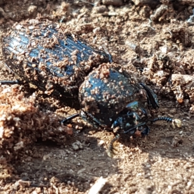 Aulacocyclus edentulus (Passalid beetle) at Denman Prospect, ACT - 30 May 2021 by trevorpreston