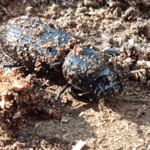 Aulacocyclus edentulus at Denman Prospect, ACT - 30 May 2021 02:16 PM