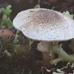 Lepiota s.l. at Denman Prospect, ACT - 30 May 2021 by trevorpreston