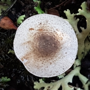 Lepiota s.l. at Denman Prospect, ACT - 30 May 2021 02:13 PM