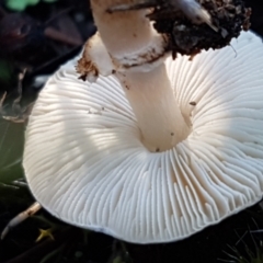 Lepiota s.l. at Denman Prospect, ACT - 30 May 2021