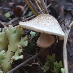 Lepiota s.l. at Denman Prospect, ACT - 30 May 2021 02:13 PM