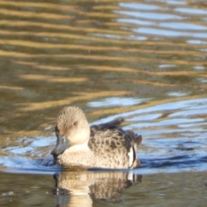 Anas gracilis at Murrumbateman, NSW - 30 May 2021