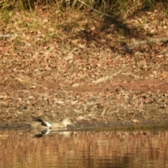 Anas gracilis at Murrumbateman, NSW - 30 May 2021