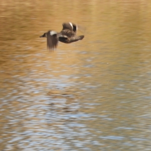 Anas gracilis at Murrumbateman, NSW - 30 May 2021