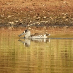 Malacorhynchus membranaceus (Pink-eared Duck) at Murrumbateman, NSW - 30 May 2021 by SimoneC