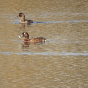 Aythya australis at Murrumbateman, NSW - suppressed