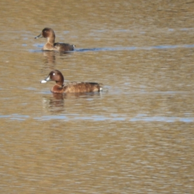 Aythya australis (Hardhead) at Murrumbateman, NSW - 30 May 2021 by SimoneC