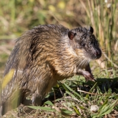 Hydromys chrysogaster (Rakali or Water Rat) at Lake Burley Griffin West - 30 May 2021 by dannymccreadie