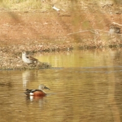 Spatula rhynchotis (Australasian Shoveler) at Murrumbateman, NSW - 30 May 2021 by SimoneC