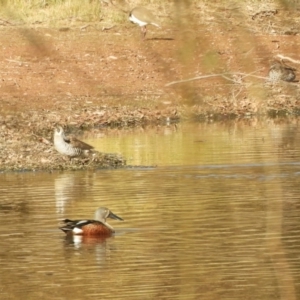 Spatula rhynchotis at Murrumbateman, NSW - 30 May 2021