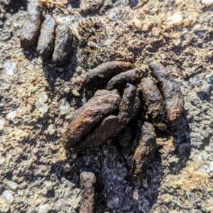 Trichosurus vulpecula at Kambah, ACT - 30 May 2021