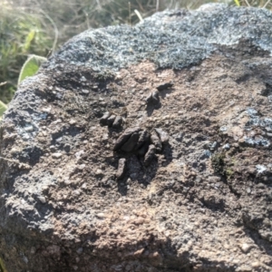 Trichosurus vulpecula at Kambah, ACT - 30 May 2021