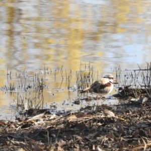 Charadrius melanops at Murrumbateman, NSW - suppressed