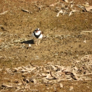 Charadrius melanops at Murrumbateman, NSW - 30 May 2021