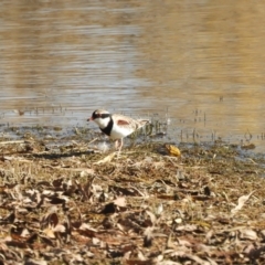 Charadrius melanops at Murrumbateman, NSW - suppressed