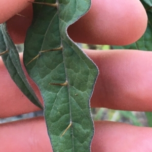 Solanum brownii at Acton, ACT - 30 May 2021