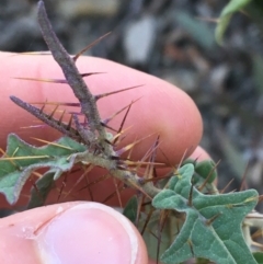 Solanum brownii at Acton, ACT - 30 May 2021 03:06 PM