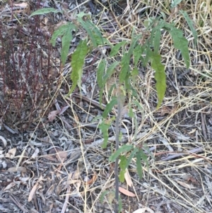 Solanum brownii at Acton, ACT - 30 May 2021