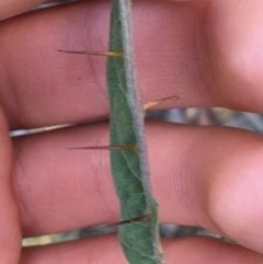 Solanum brownii at Acton, ACT - 30 May 2021 03:06 PM