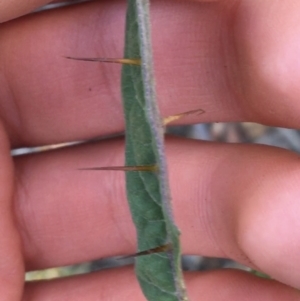 Solanum brownii at Acton, ACT - 30 May 2021