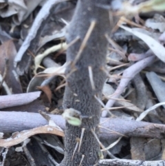 Solanum brownii at Acton, ACT - 30 May 2021