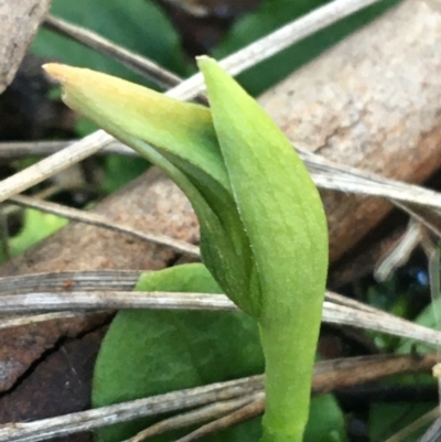 Pterostylis nutans (Nodding Greenhood) at Black Mountain - 30 May 2021 by Ned_Johnston