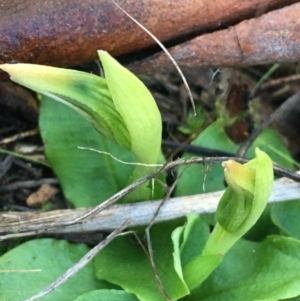 Pterostylis nutans at Downer, ACT - 30 May 2021