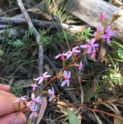 Stylidium graminifolium (Grass Triggerplant) at Black Mountain - 30 May 2021 by Ned_Johnston