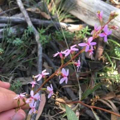 Stylidium graminifolium (Grass Triggerplant) at Black Mountain - 30 May 2021 by Ned_Johnston