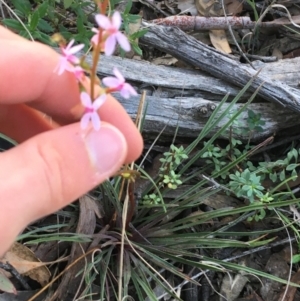 Stylidium graminifolium at Downer, ACT - 30 May 2021 12:39 PM