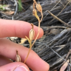 Speculantha rubescens (Blushing Tiny Greenhood) at Downer, ACT - 30 May 2021 by Ned_Johnston