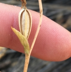 Speculantha rubescens at Downer, ACT - 30 May 2021