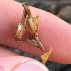 Speculantha rubescens at Downer, ACT - suppressed