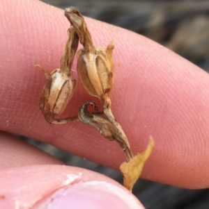 Speculantha rubescens at Downer, ACT - 30 May 2021