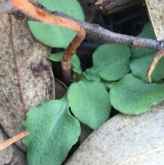 Speculantha rubescens at Downer, ACT - 30 May 2021