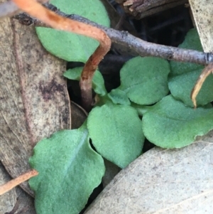 Speculantha rubescens at Downer, ACT - 30 May 2021