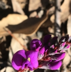 Hardenbergia violacea (False Sarsaparilla) at Black Mountain - 30 May 2021 by Ned_Johnston