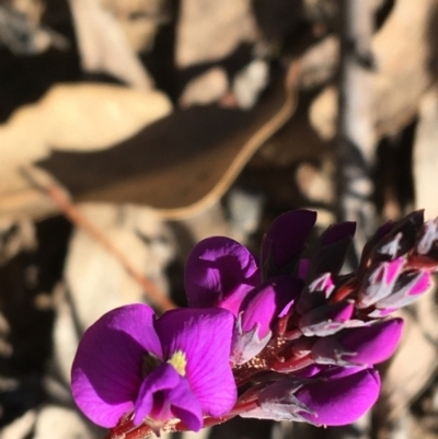 Hardenbergia violacea (False Sarsaparilla) at Black Mountain - 30 May 2021 by Ned_Johnston