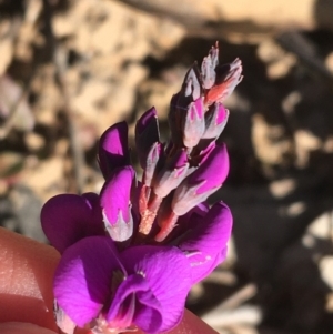 Hardenbergia violacea at Downer, ACT - 30 May 2021