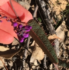 Hardenbergia violacea at Downer, ACT - 30 May 2021