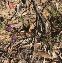 Hardenbergia violacea at Downer, ACT - 30 May 2021 12:31 PM