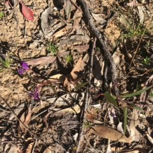Hardenbergia violacea at Downer, ACT - 30 May 2021