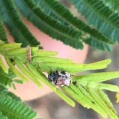 Elaphodes cervinus (Leaf beetle) at Black Mountain - 27 May 2021 by Ned_Johnston