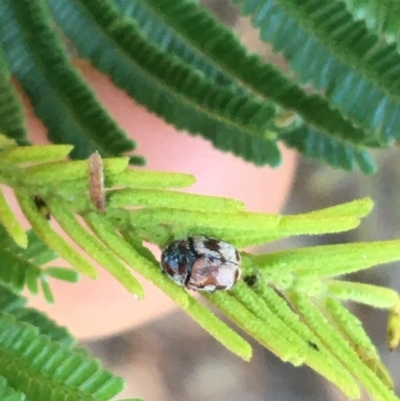 Elaphodes cervinus (Leaf beetle) at Downer, ACT - 27 May 2021 by NedJohnston