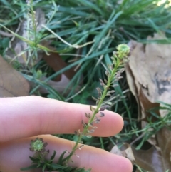Lepidium africanum (Common Peppercress) at Griffith, ACT - 27 May 2021 by NedJohnston