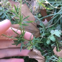 Lepidium africanum at Griffith, ACT - 27 May 2021