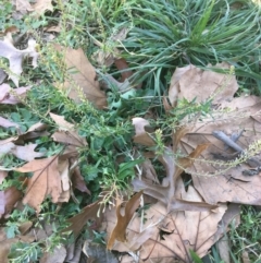 Lepidium africanum at Griffith, ACT - 27 May 2021