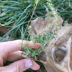 Lepidium africanum at Griffith, ACT - 27 May 2021