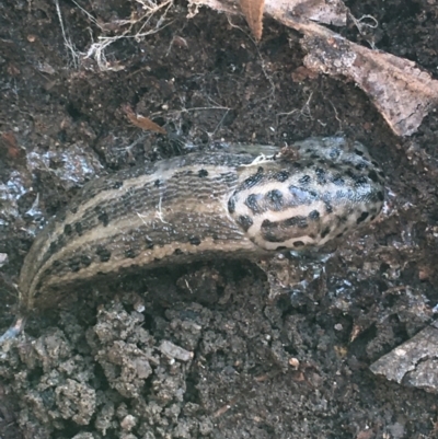 Limax maximus (Leopard Slug, Great Grey Slug) at Flea Bog Flat, Bruce - 25 May 2021 by Ned_Johnston